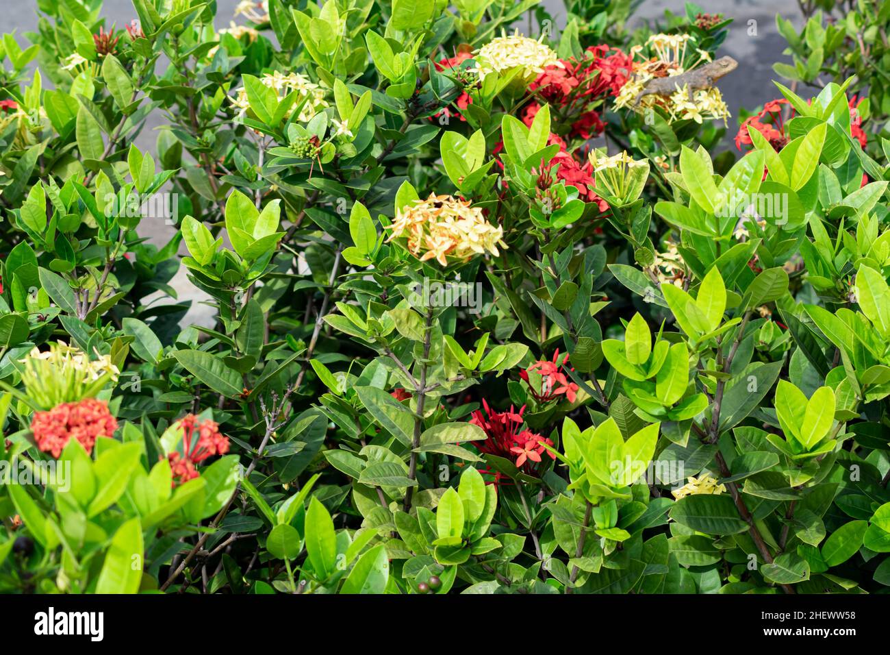 Yellow and red ixora flowers blooming on the green plant at city park Stock Photo