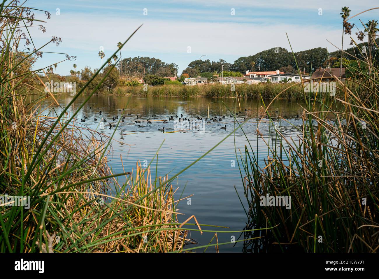 Wetland natural landscape, marsh and lake with ducks, California Stock Photo