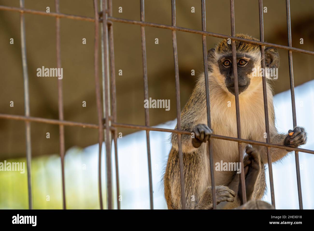 A Black Handed Spider Monkey in Hemker Park Zoo, Minnesota Stock Photo