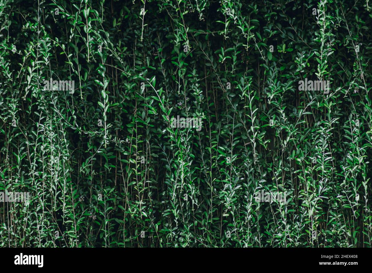 Difference Between Creepers And Climbers Javatpoint