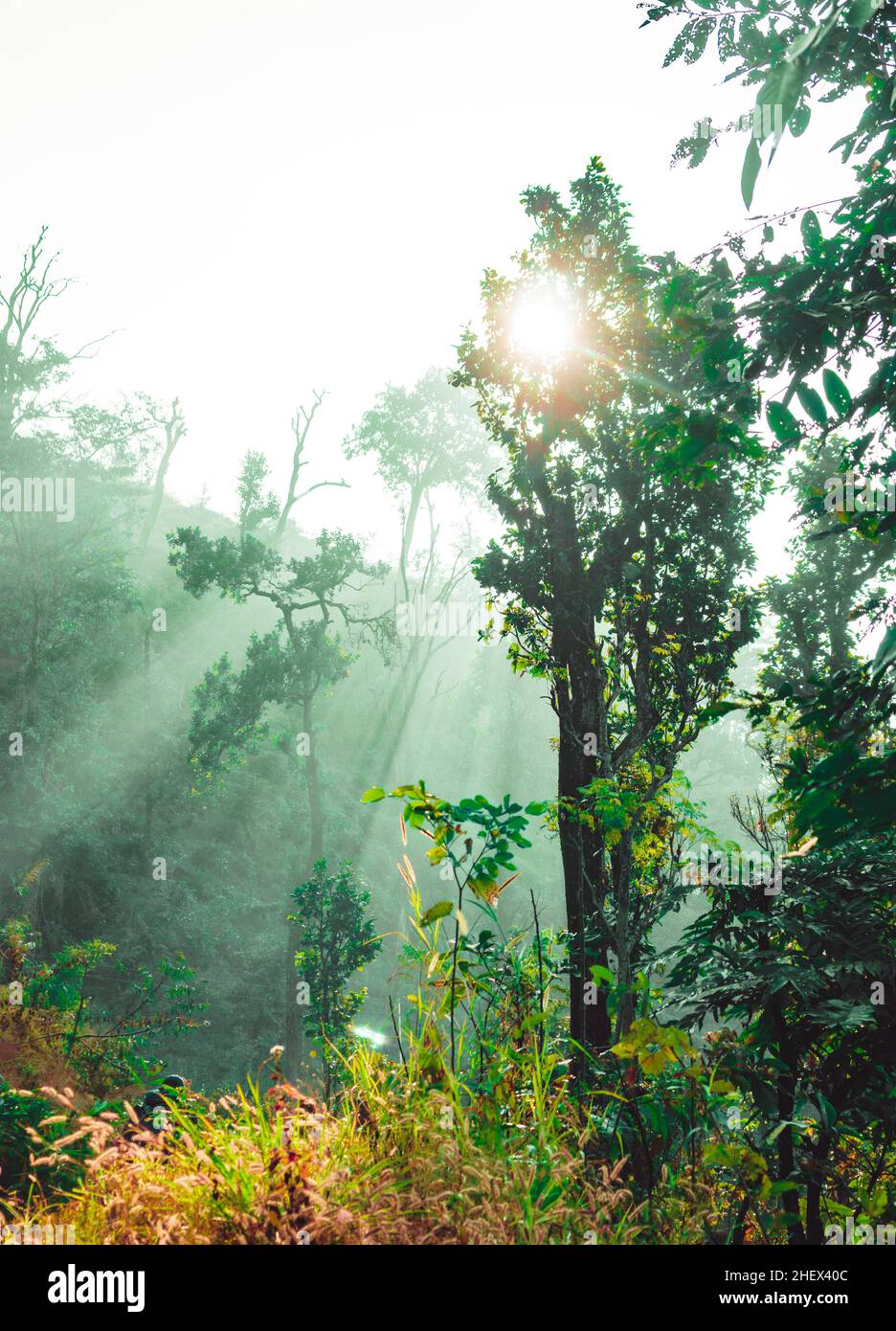 Rainforest and sunbeam at morning Stock Photo