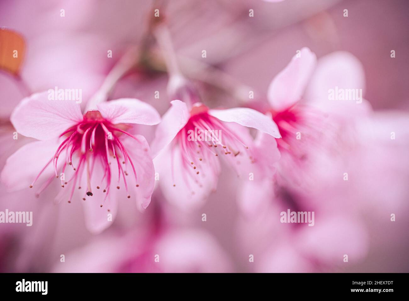 Close up Pink Cherry blossom flowers with blur background Stock Photo ...