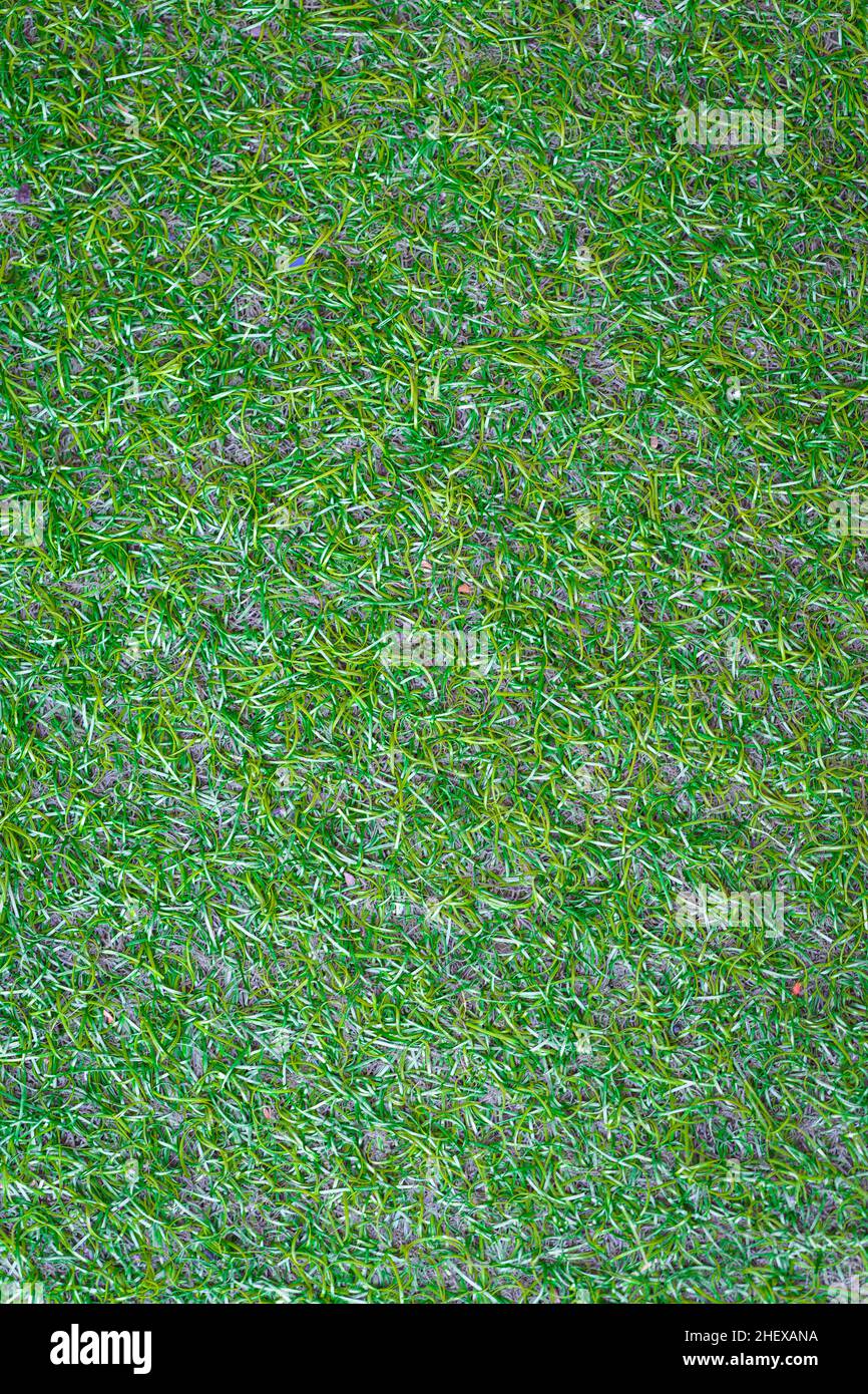 artificial green grass texture background Stock Photo - Alamy