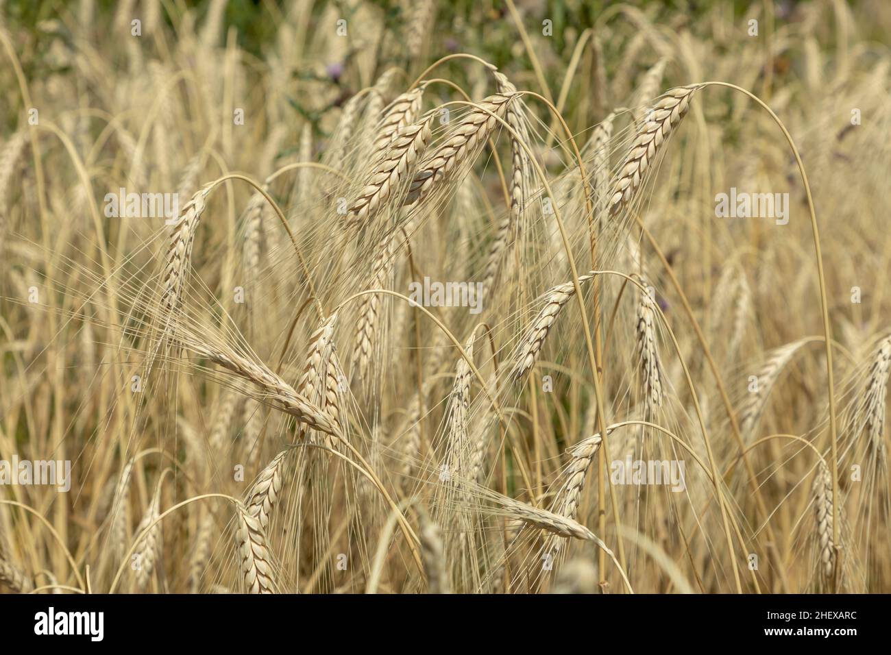 ripe golden corn emmer grows at the field Stock Photo