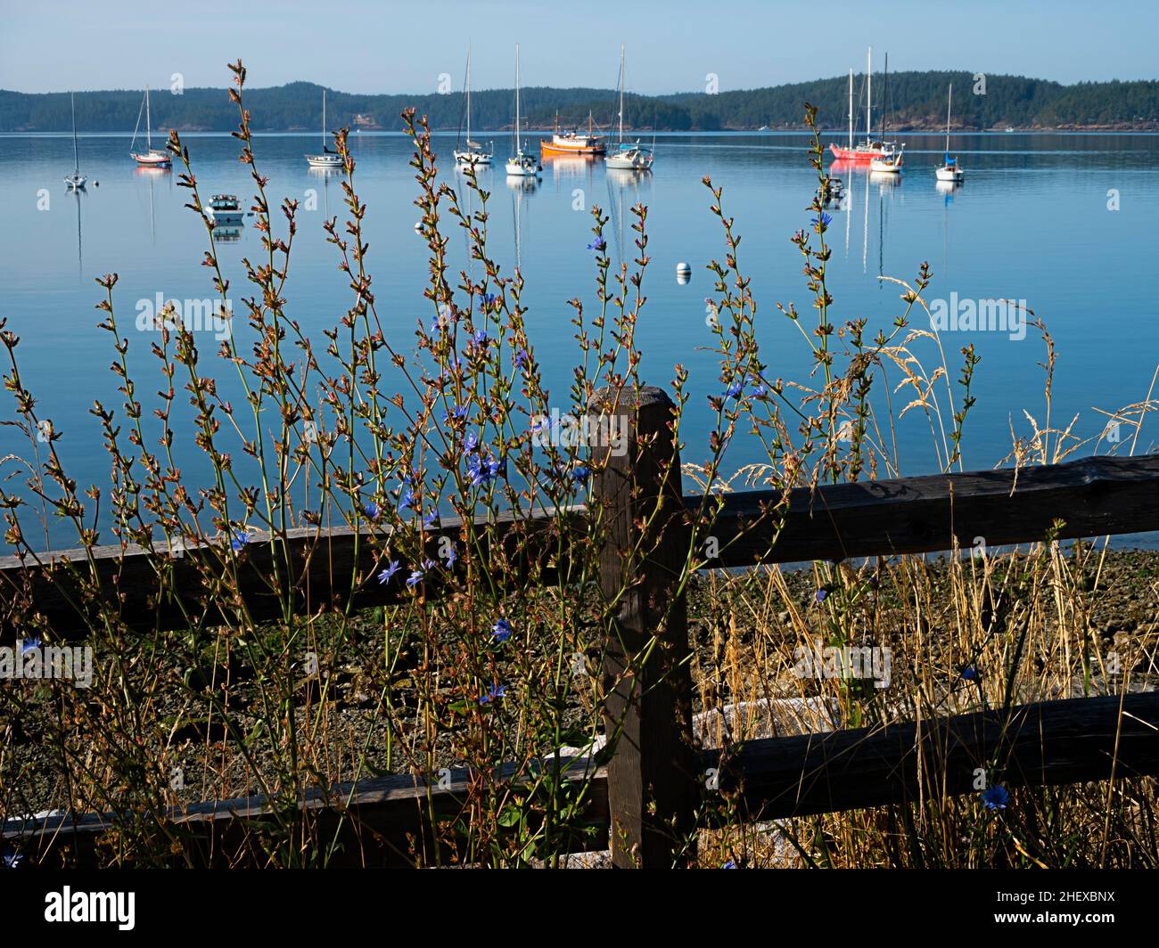 WA21089-00...WASHINGTON - Fence and weeds along the edge of the road to Deer Harbor overlooking West Sound on Orcas Island. Stock Photo