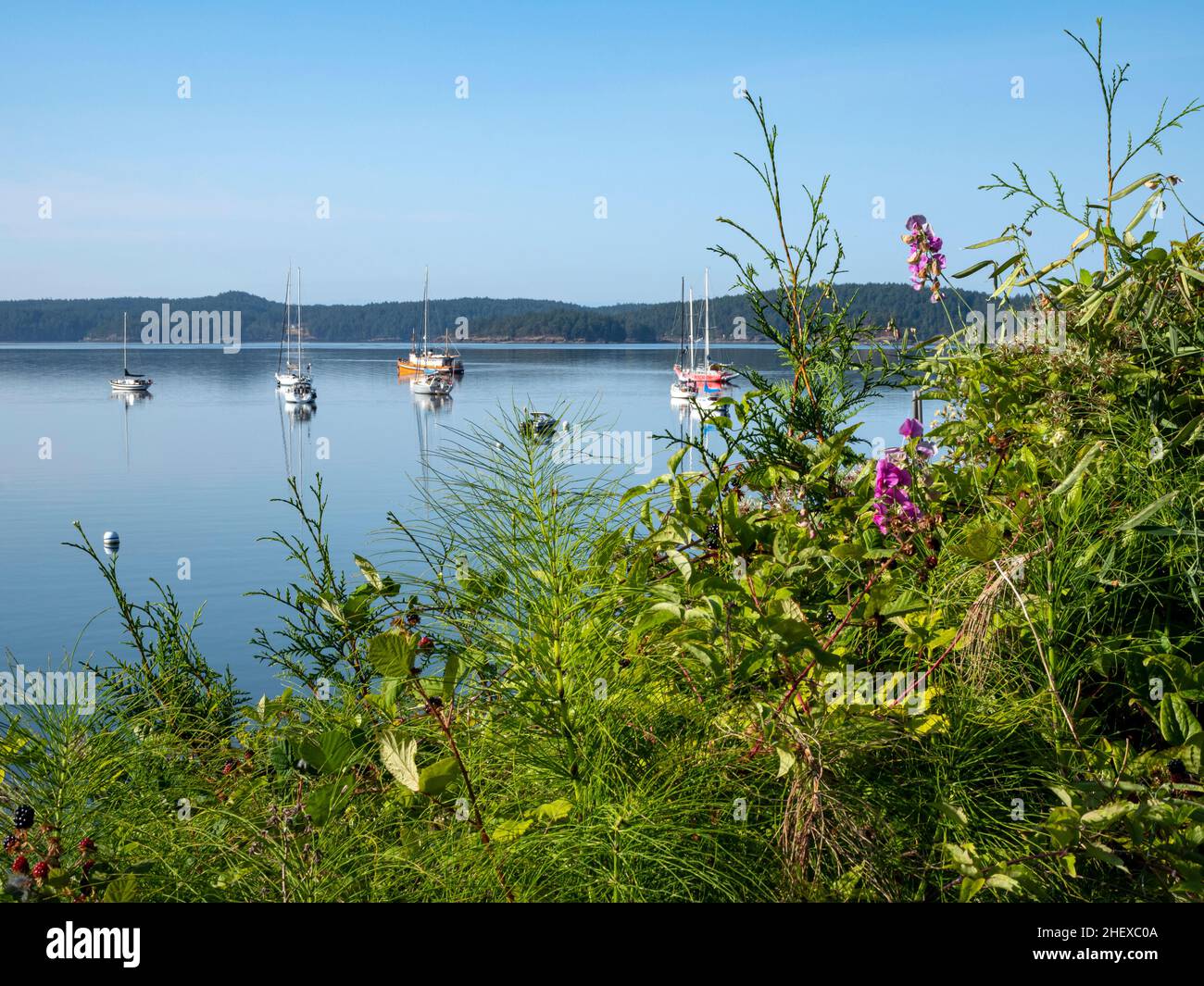 WA21090-00...WASHINGTON - View of boats moored offshore in West Sound at Orcas Island. Stock Photo
