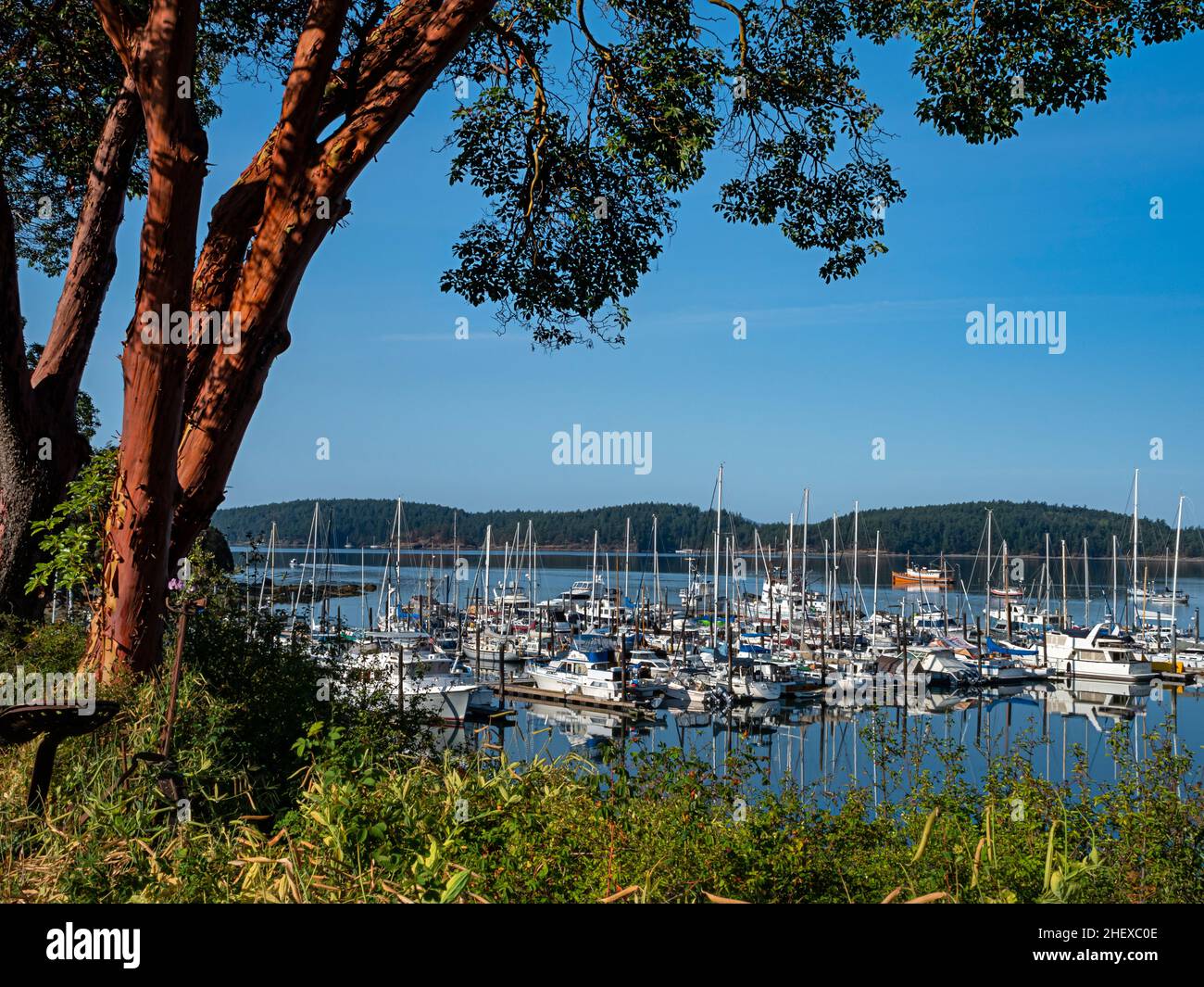 WA21091-00...WASHINGTON - A Pacific Madrone overlooking the marina at West Sound on Orcas Island. Stock Photo