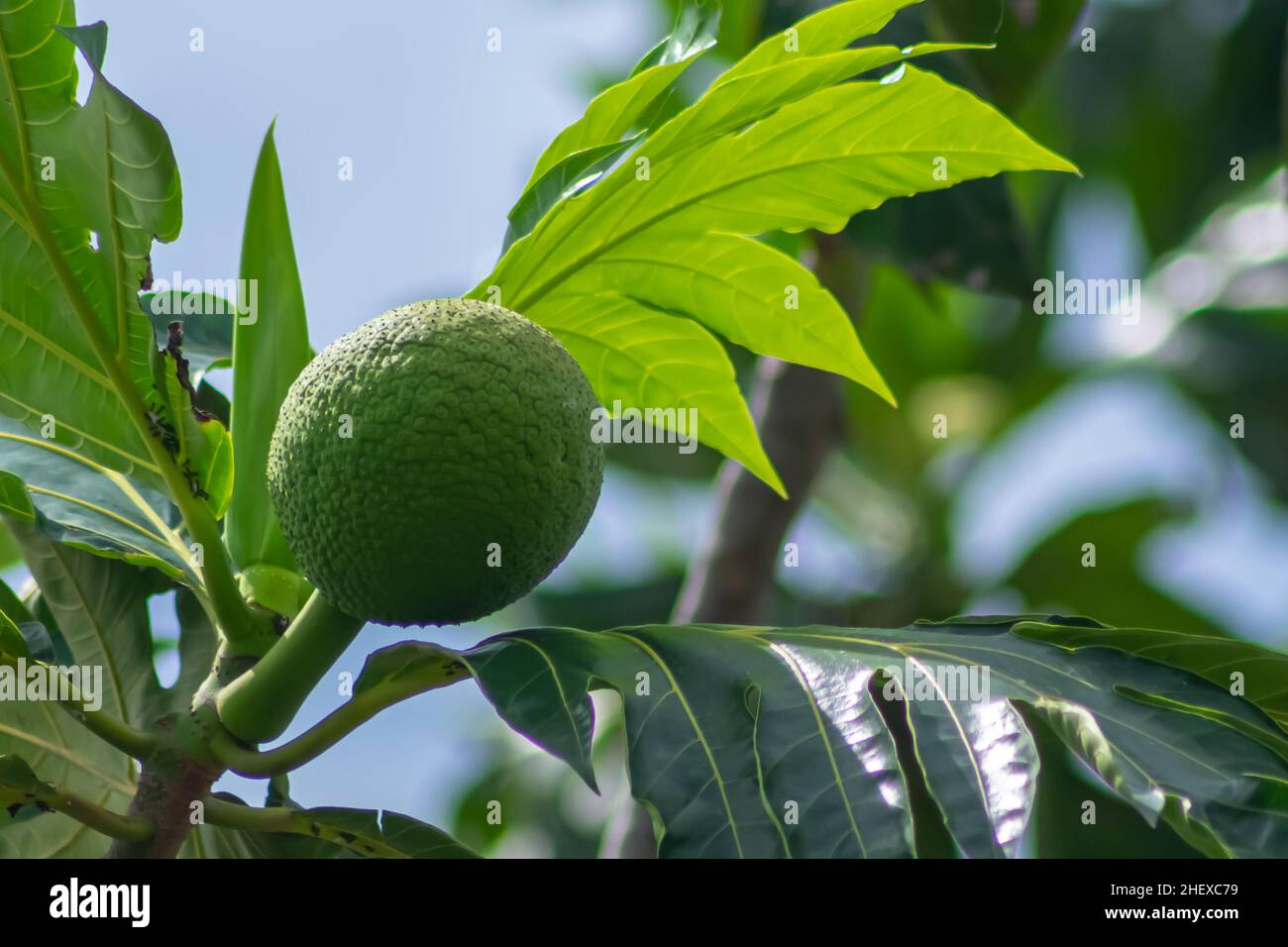 Fresh and green unripe tropical breadfruit with leaves hanging on the tree under the bright sunlight Stock Photo
