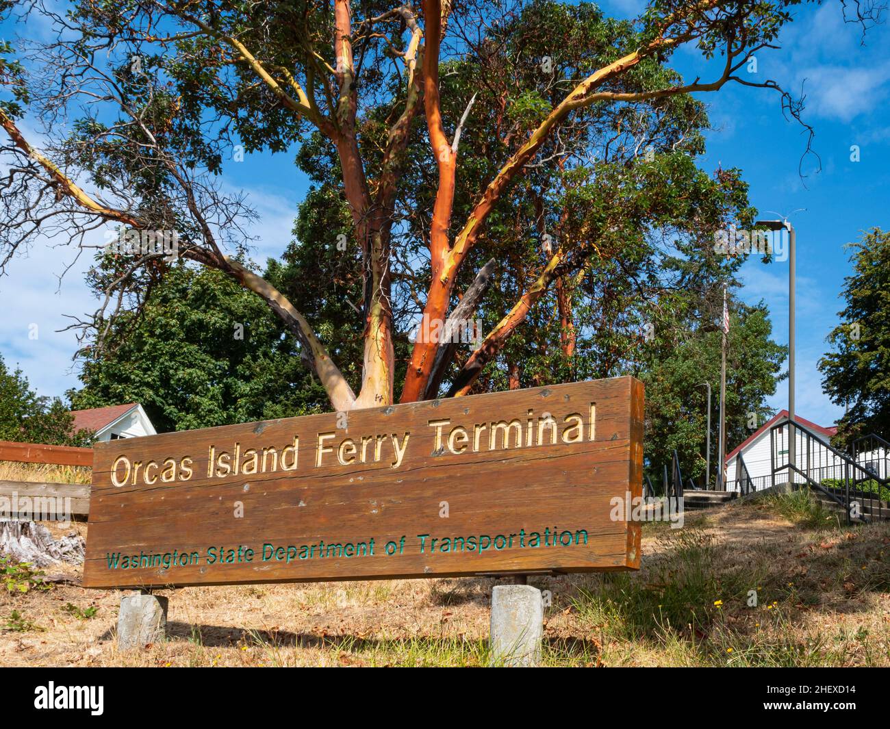WA21100-00...WASHINGTON - Pacific madrone standing tall above the sign for the Orcas Island Ferry Terminal at Orcas Village. Stock Photo