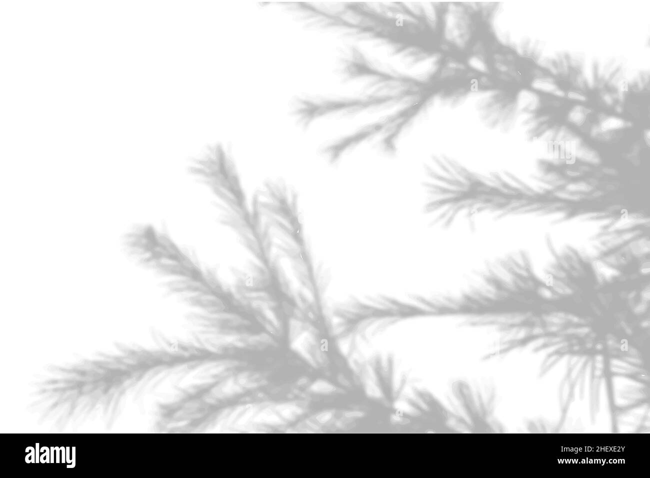 Summer background shadows from the foliage of a tree fir on a white ...