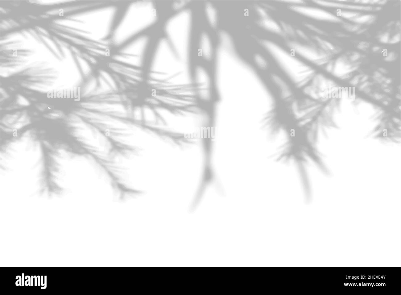Summer background shadows from the foliage of a tree fir on a white ...