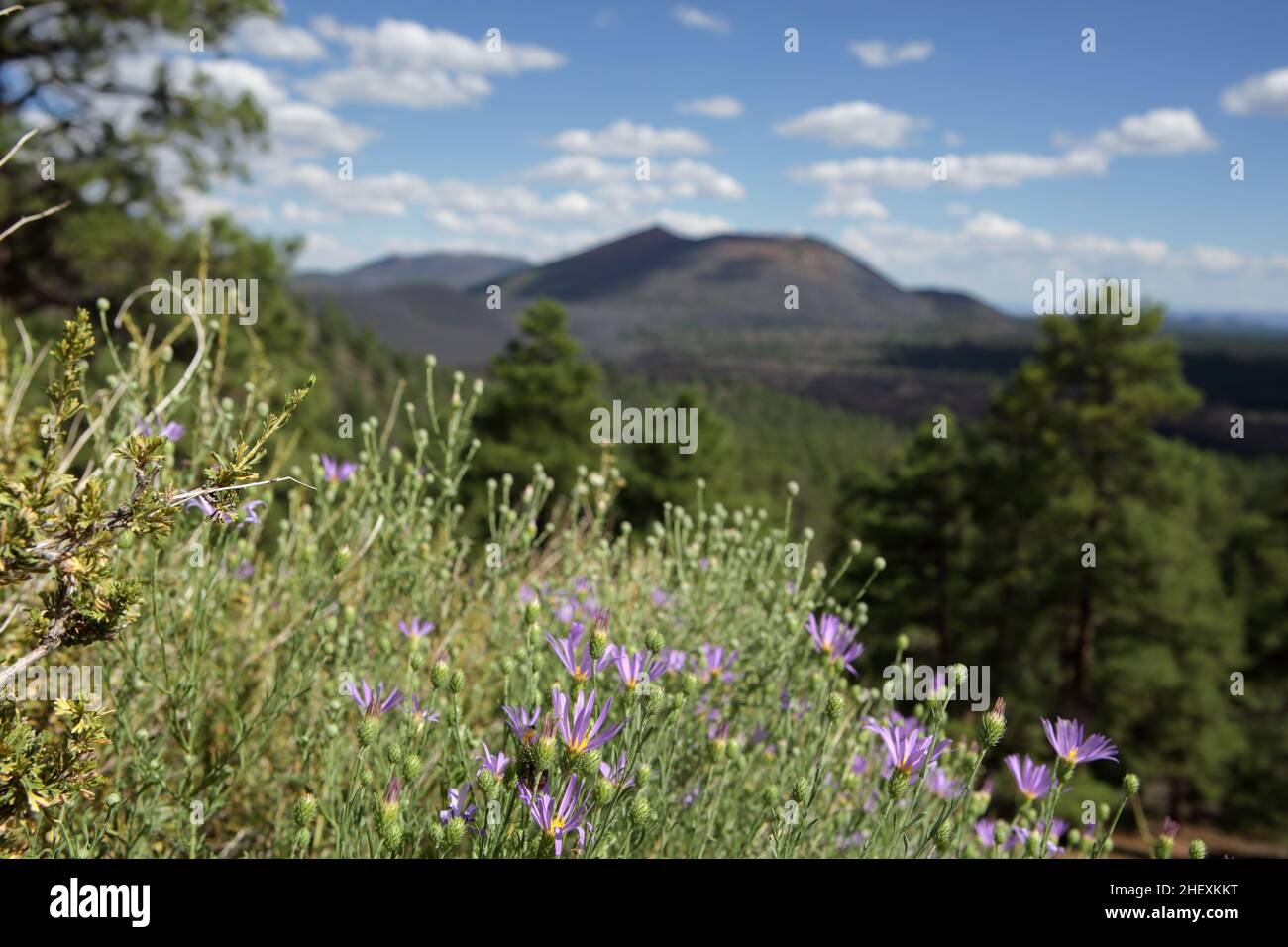 Purple flowers growing on the side of a volcanic dome overlooking Sunset Crater Volcano in the out of focus background Stock Photo