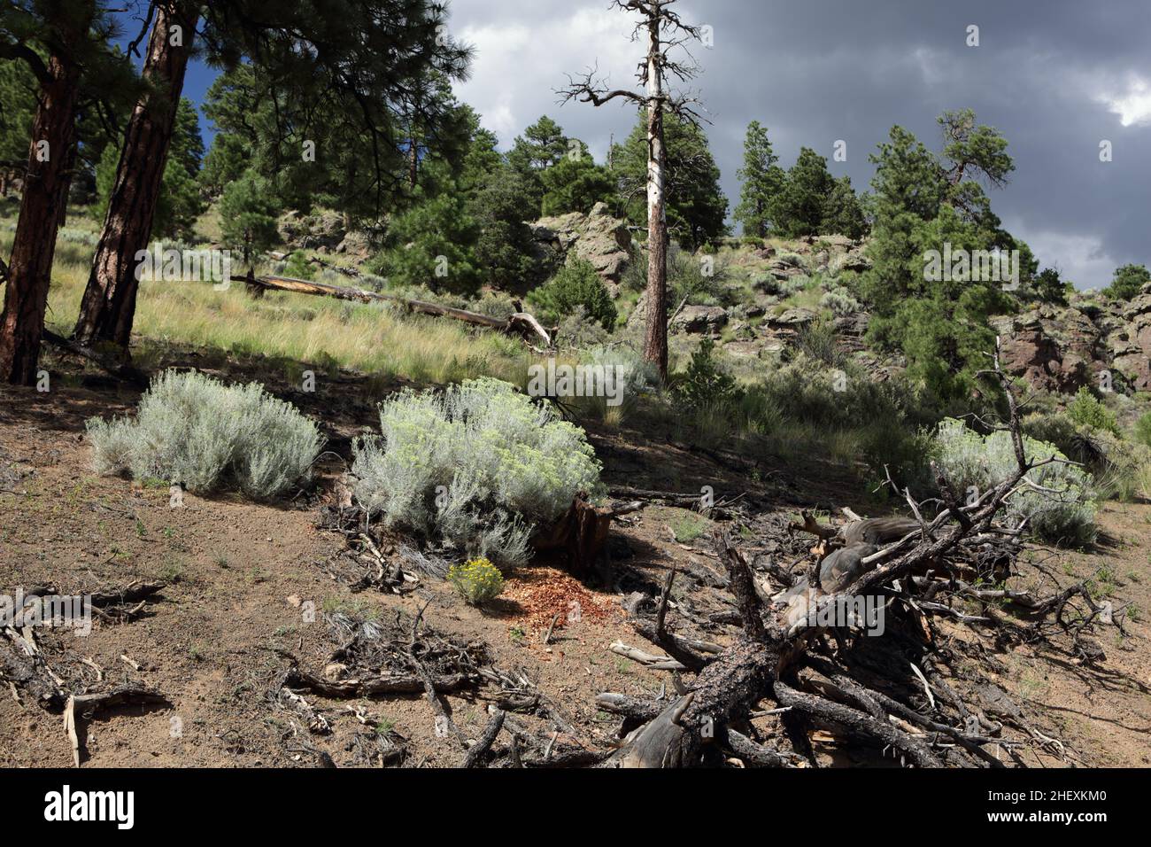 View of plants and trees growing on the side of the extinct volcanic