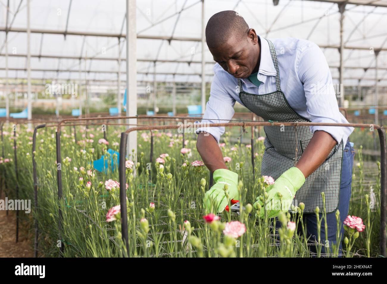 Man with scissors cut plants of dianthus while gardening Stock Photo