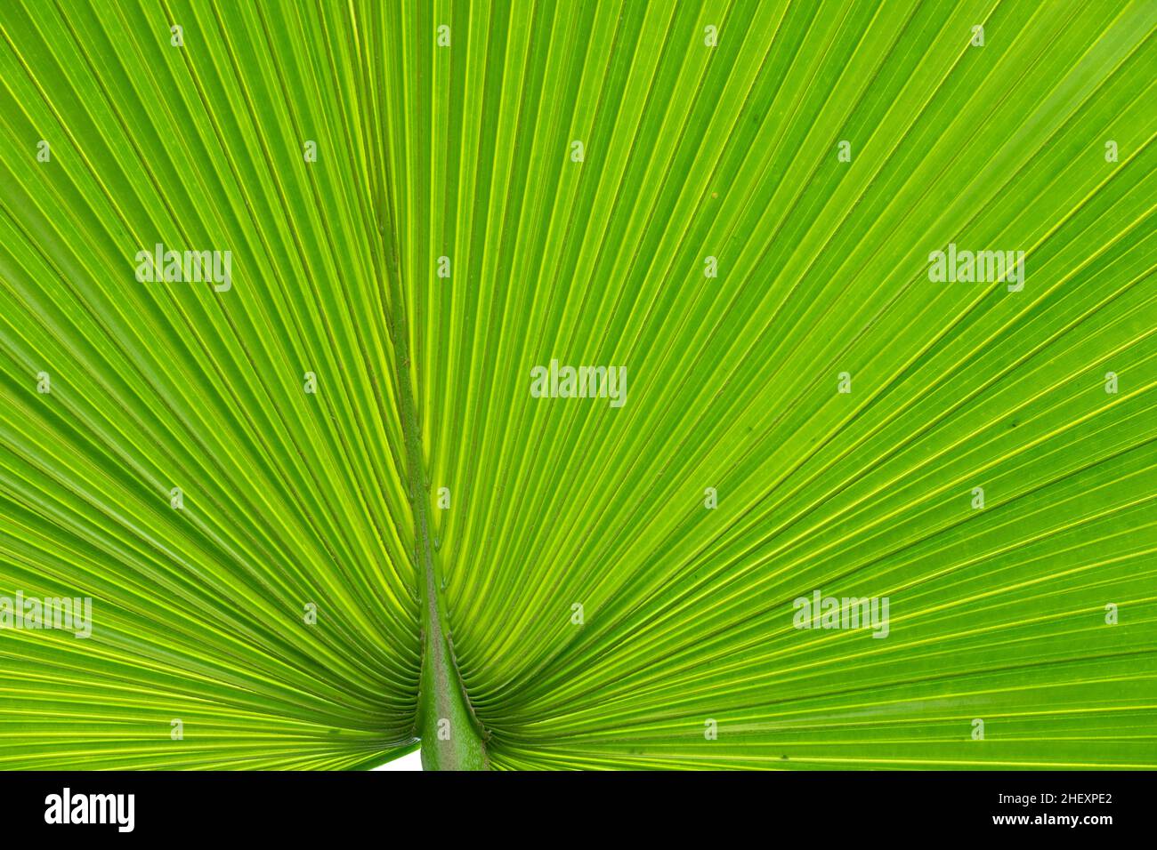 Palm leaf structure hi-res stock photography and images - Alamy