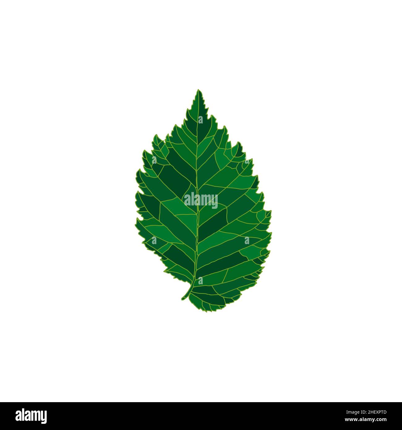 Green silhouette elm tree leaf isolated on white background. Design element for decorating. Stock Vector