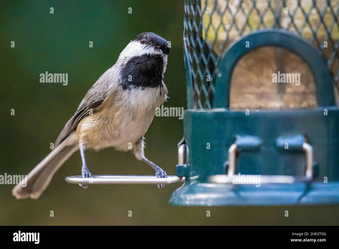 Curious blackcapped chickadee on a backyard bird feeder in Ponte Vedra