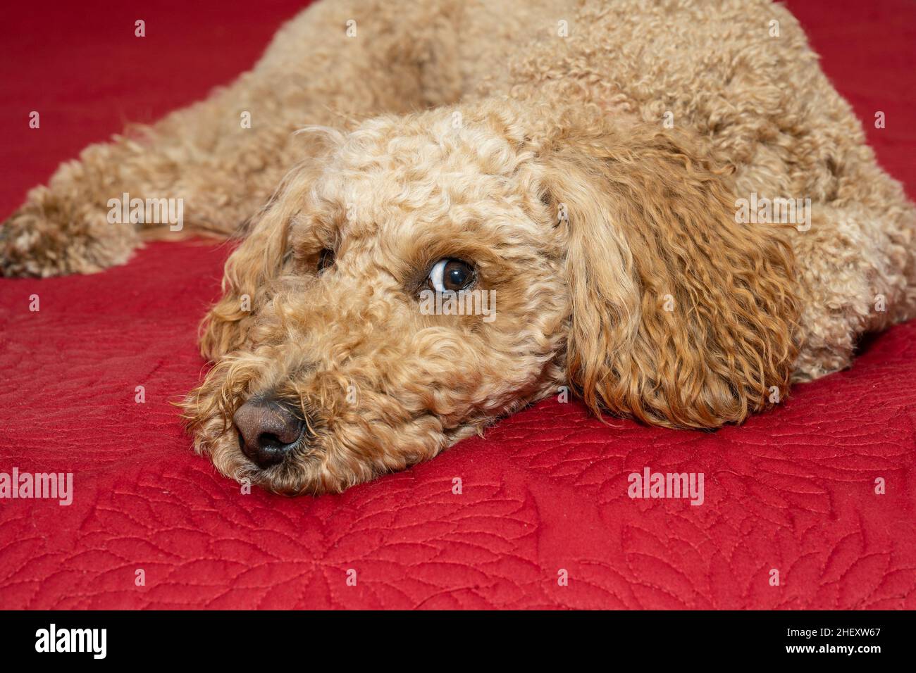Australian Labradoodle is a mix between the Labrador Retriever, Poodle