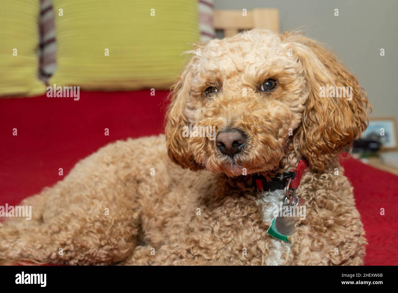 Australian Labradoodle is a mix between the Labrador Retriever, Poodle