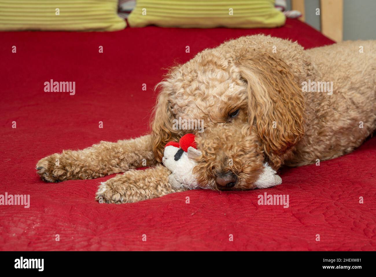 Australian Labradoodle is a mix between the Labrador Retriever, Poodle