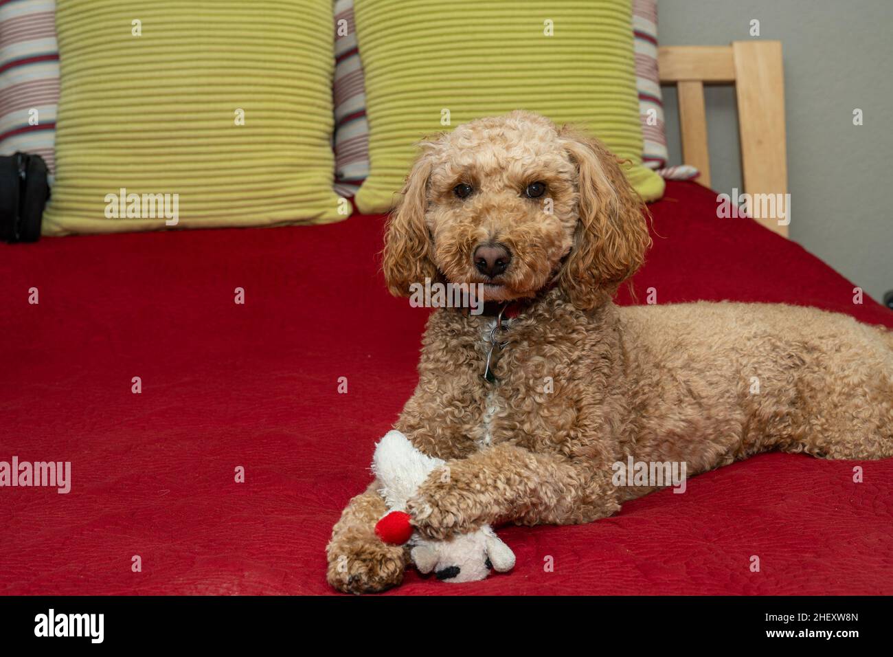 Australian Labradoodle is a mix between the Labrador Retriever, Poodle