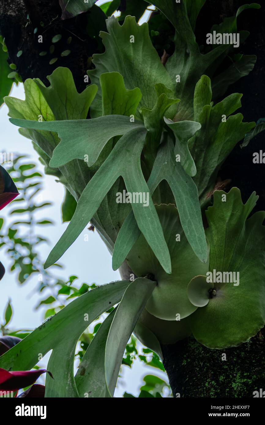 Green tropical staghorn fern leaves vines on the brown tree wood under the morning sunlight at the garden for aesthetic and exotic nature background a Stock Photo