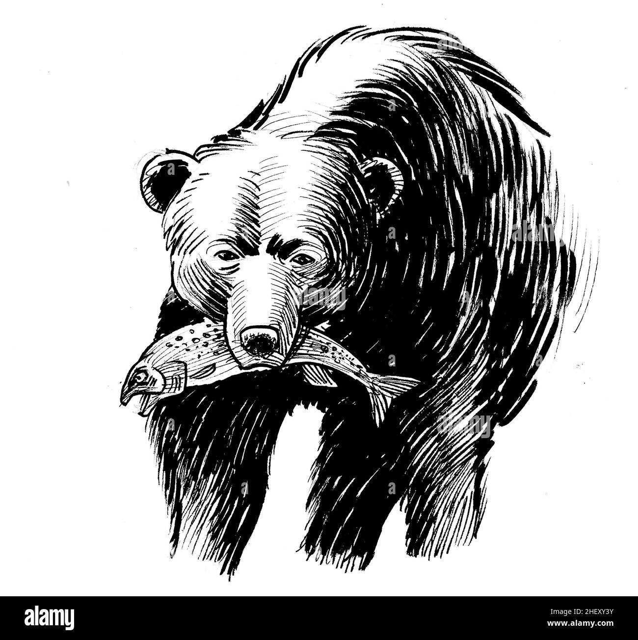 Grizzly bear with a caught salmon fish. Ink black and white drawing Stock Photo