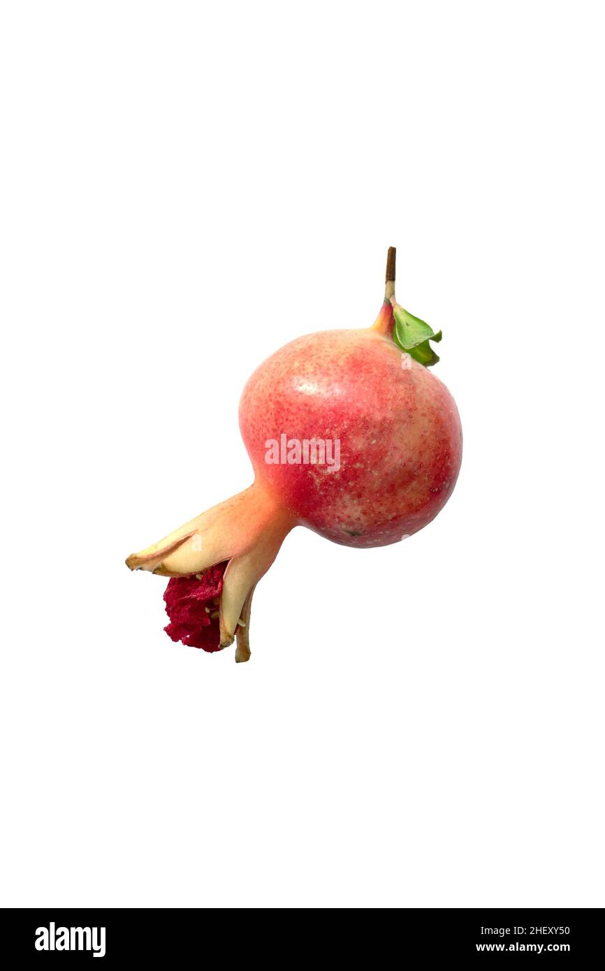 one small unripe pomegranate fruit isolated on white background Stock Photo