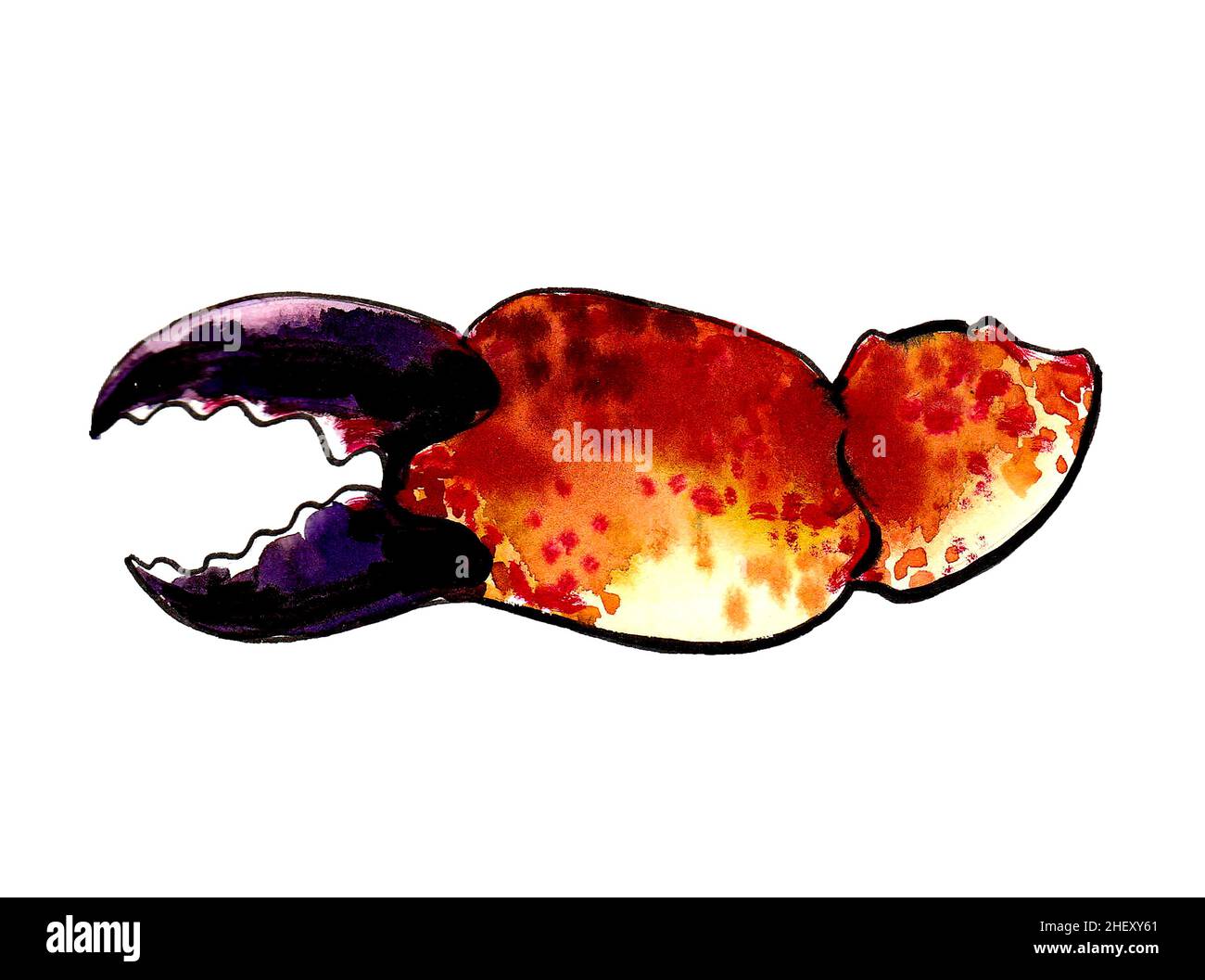 Crab claw. Ink and watercolour drawing Stock Photo Alamy