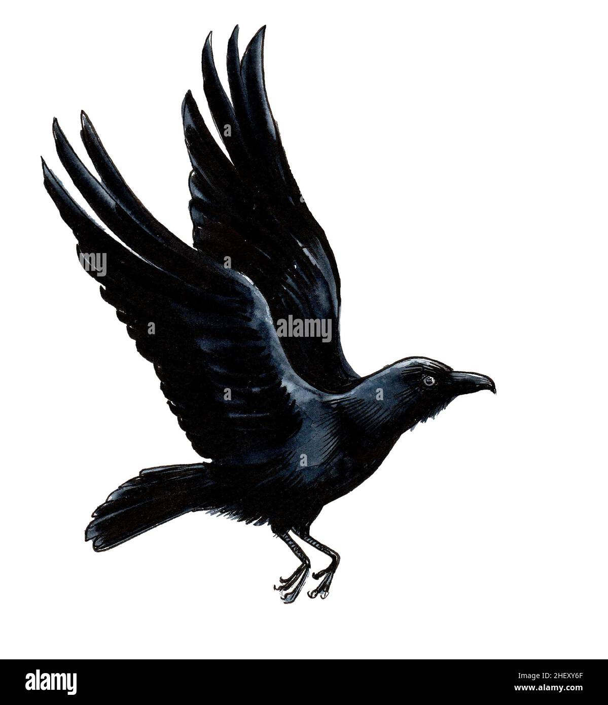 3675 Flying Crow Drawing Images Stock Photos  Vectors  Shutterstock