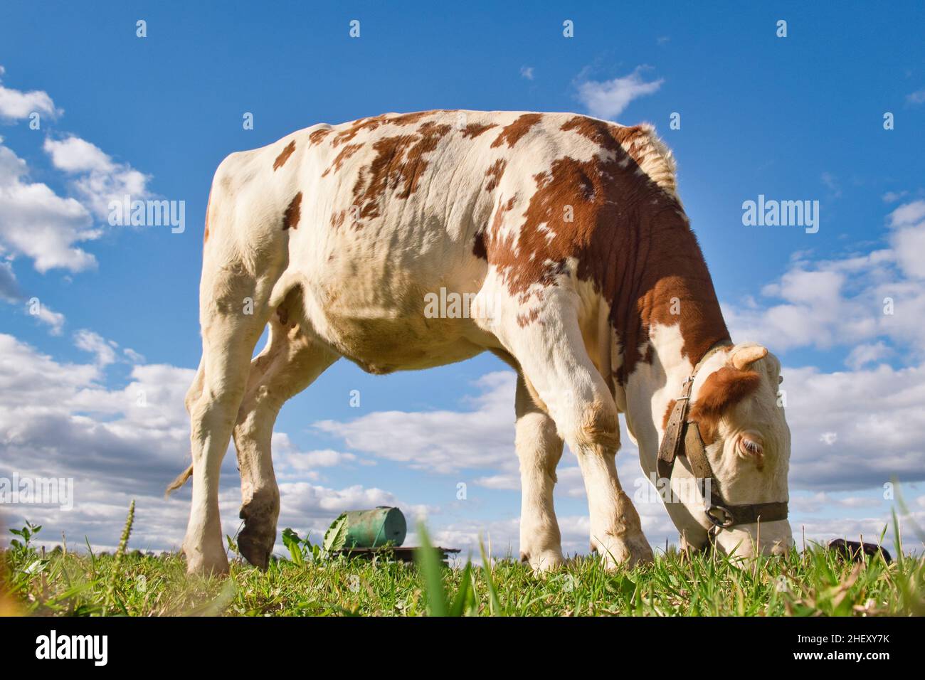 Brown and white cow grazes on green pasture against blue sky with ...
