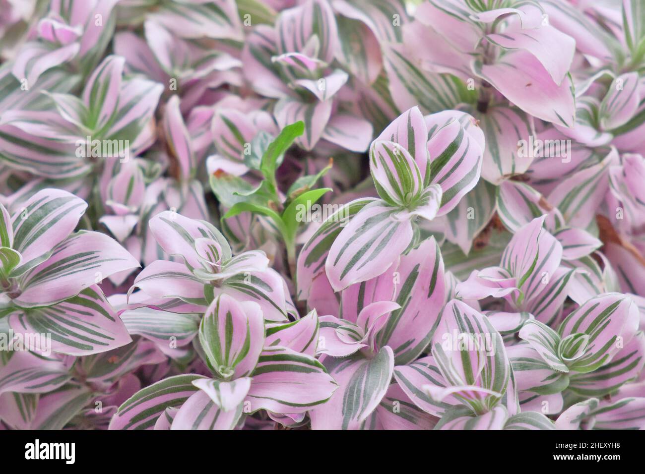 Tradescantia albiflora Nanouk tender variegated pink, green and purple leaves pattern. Stock Photo