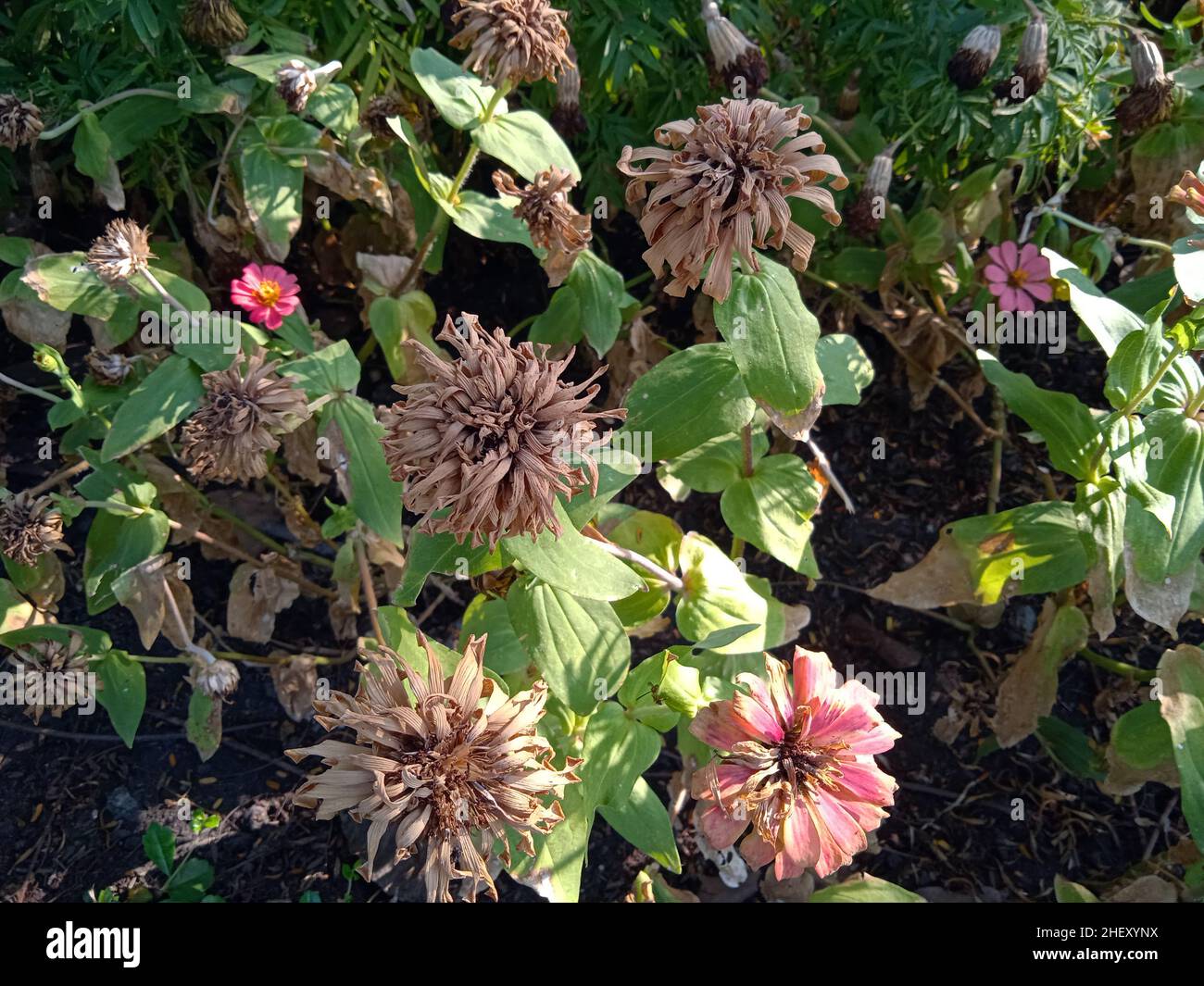 Photo of old and dried flowers in the front yard Stock Photo