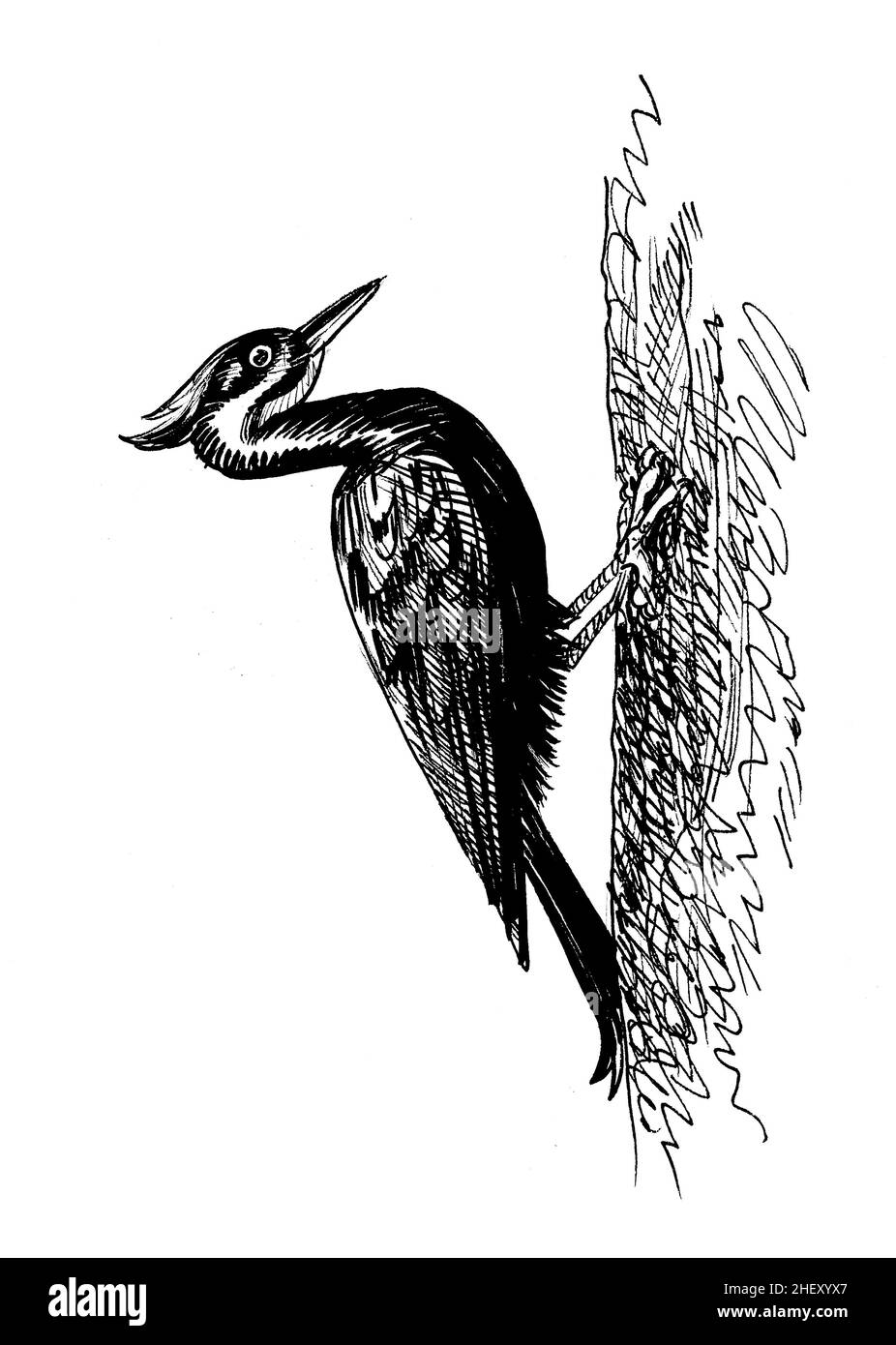 Woodpecker bird on a tree branch. Ink black and white drawing Stock ...