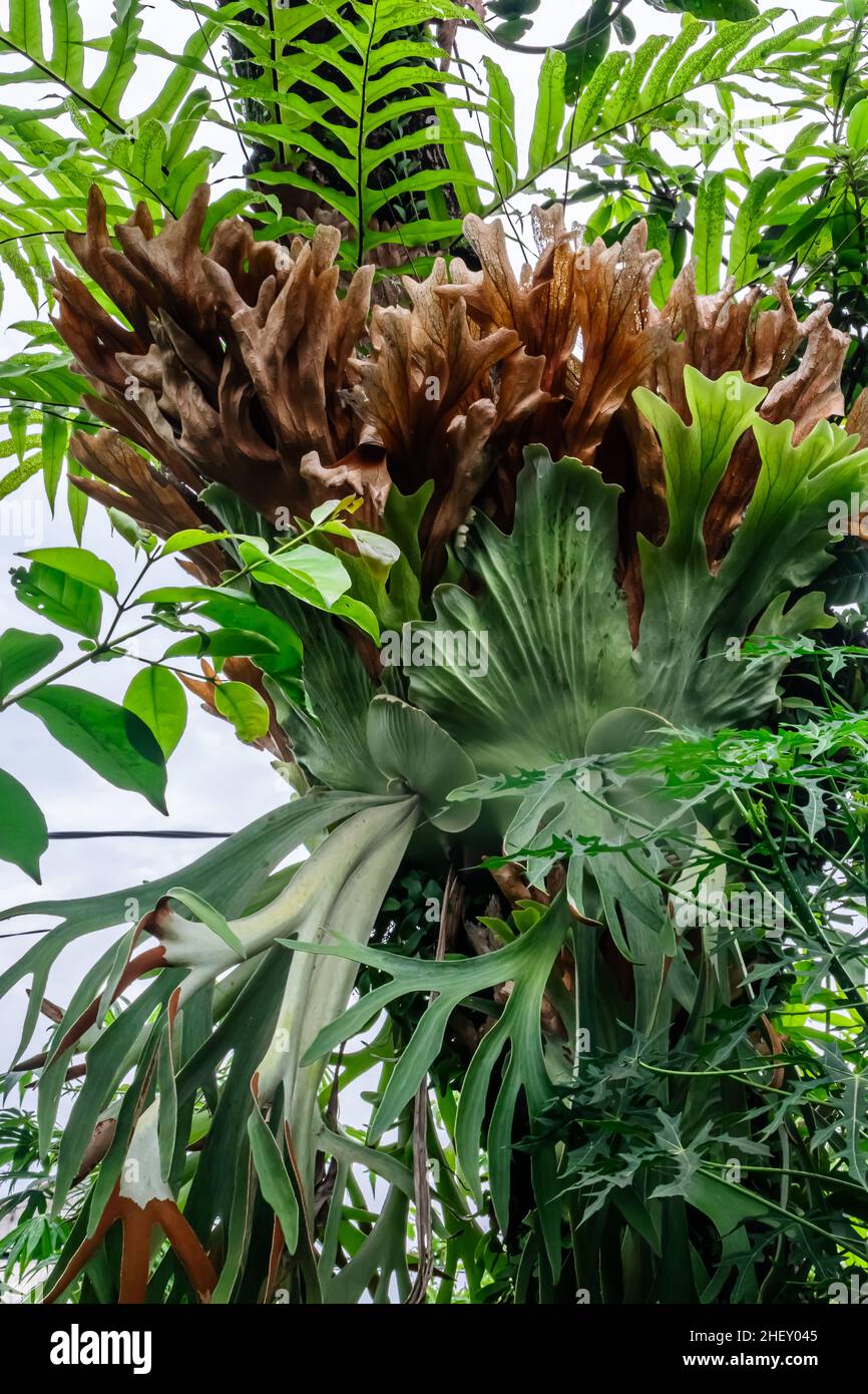 Green tropical staghorn fern leaves vines on the brown tree wood under the morning sunlight at the garden for aesthetic and exotic nature background a Stock Photo
