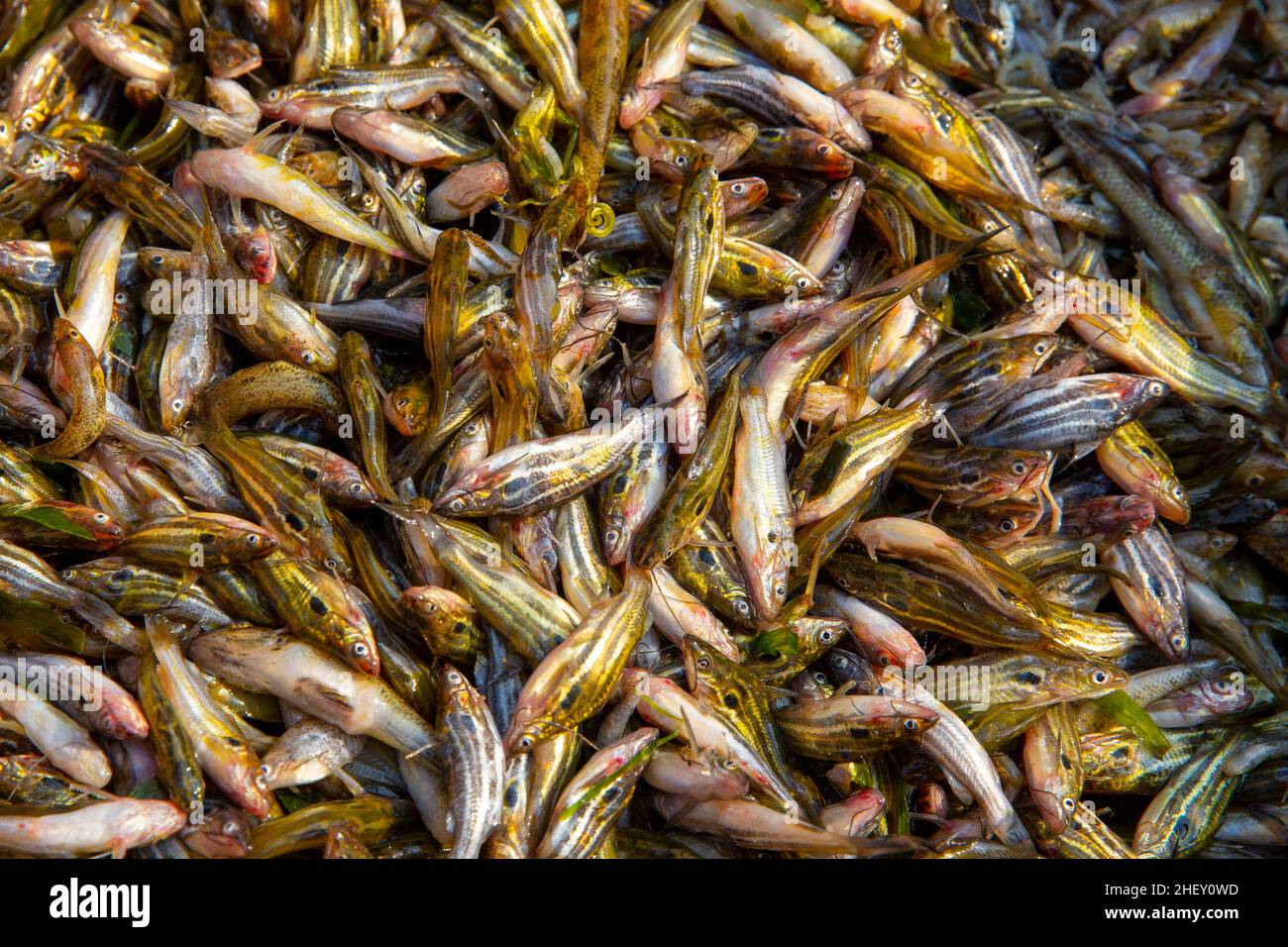 Mystus, Tengra, small fresh water fish. Bangladesh Stock Photo Alamy