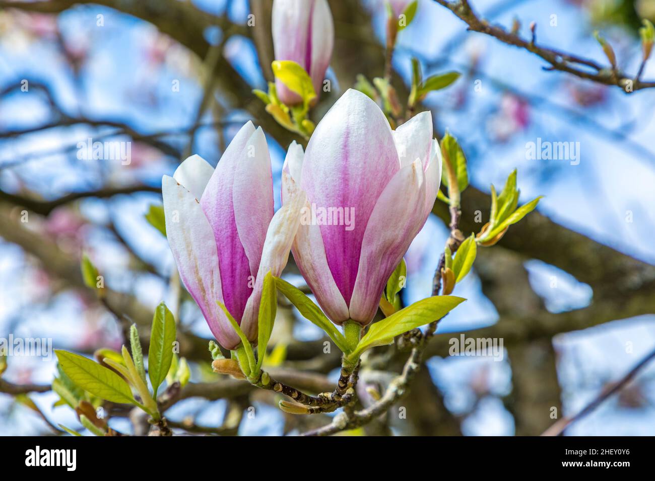 Closeup magnolia blossom under hi-res stock photography and images - Alamy