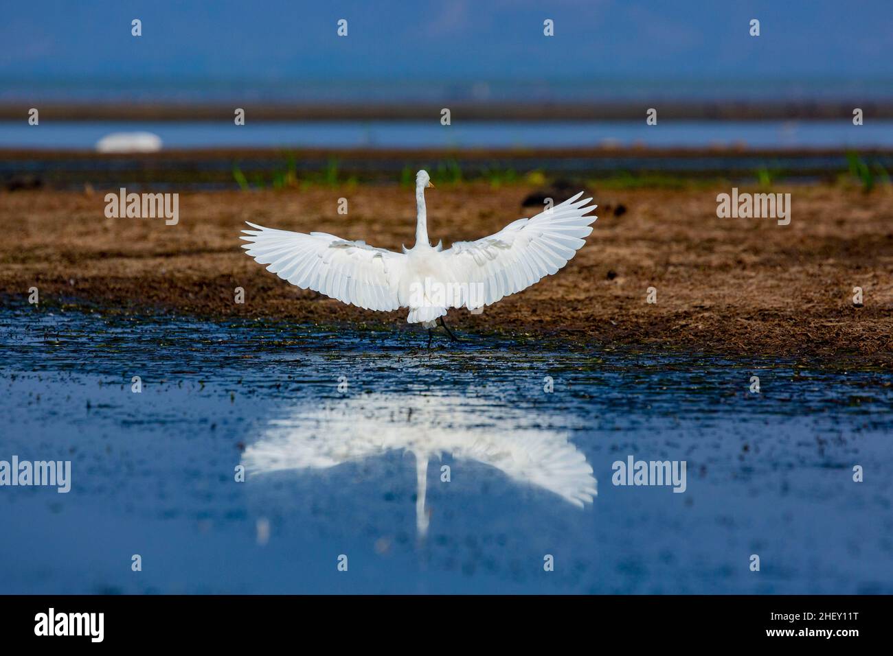 Great Egret Locally Called Boro Bok At Tanguar Haor. It Is A Unique ...