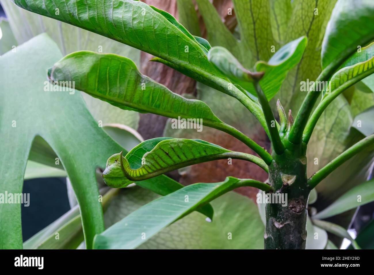 Close-up view of green nature tropical frangipani leaves plant for exotic nature background or wallpaper Stock Photo