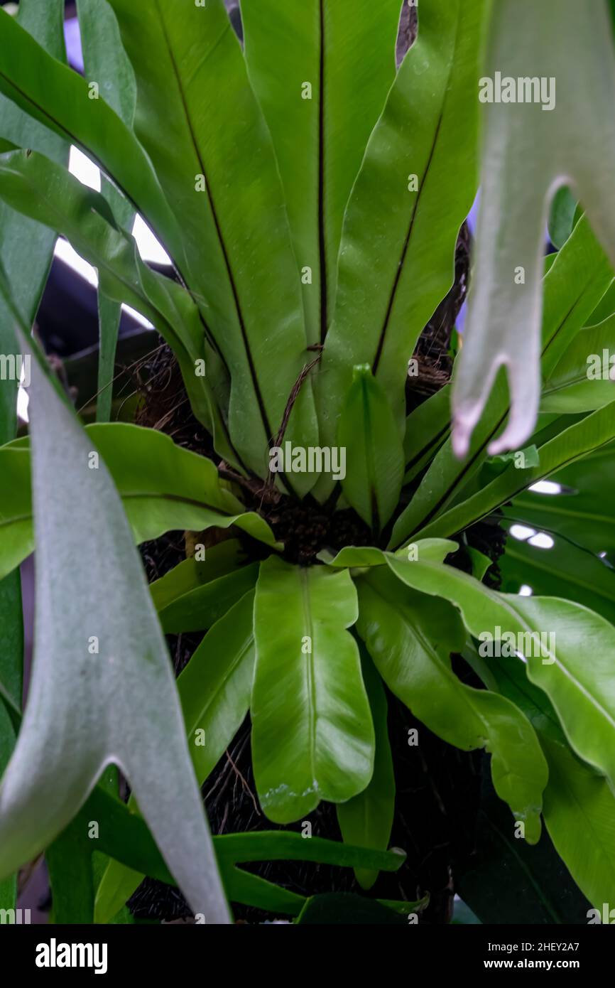 Close-up view of green nature tropical staghorn plant for exotic nature background or wallpaper Stock Photo