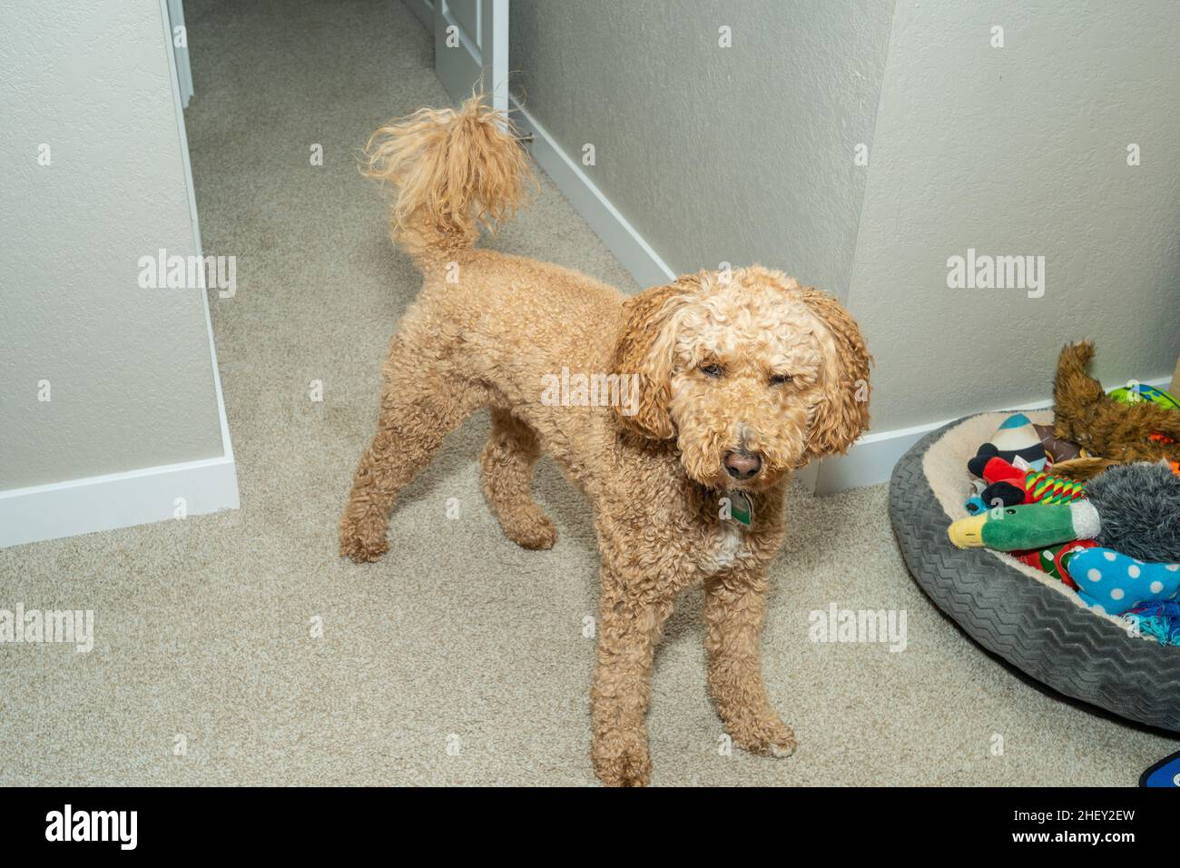 Australian Labradoodle is a mix between the Labrador Retriever, Poodle