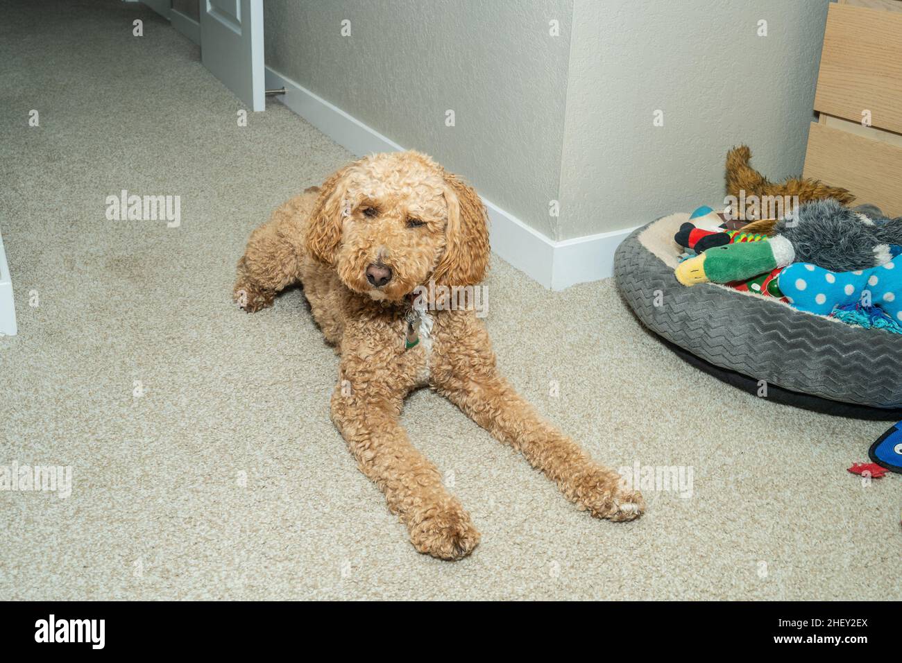 Australian Labradoodle is a mix between the Labrador Retriever, Poodle
