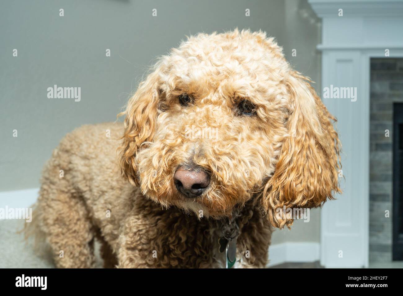 Australian Labradoodle is a mix between the Labrador Retriever, Poodle