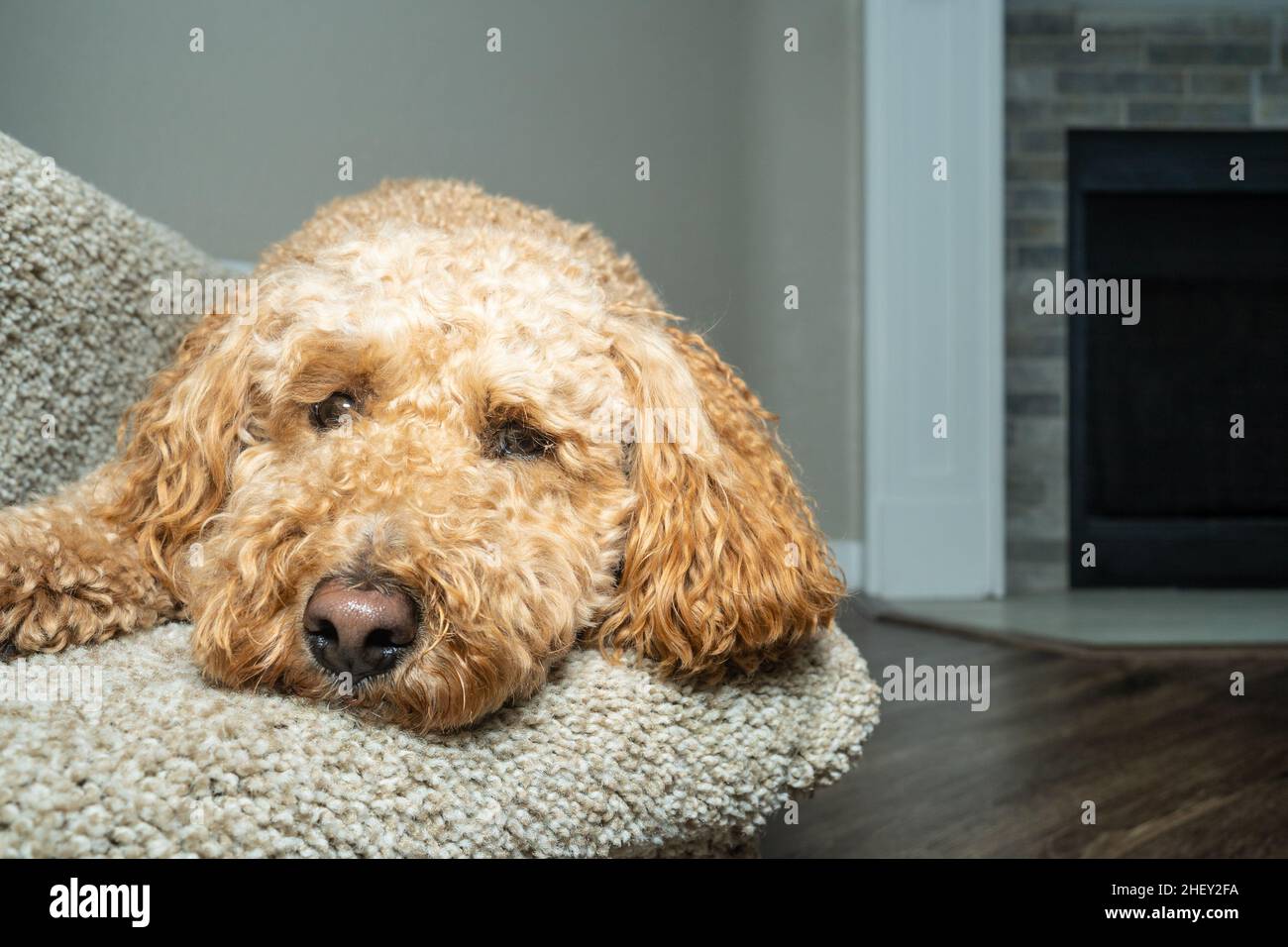 Labradoodle and golden retriever mix sales