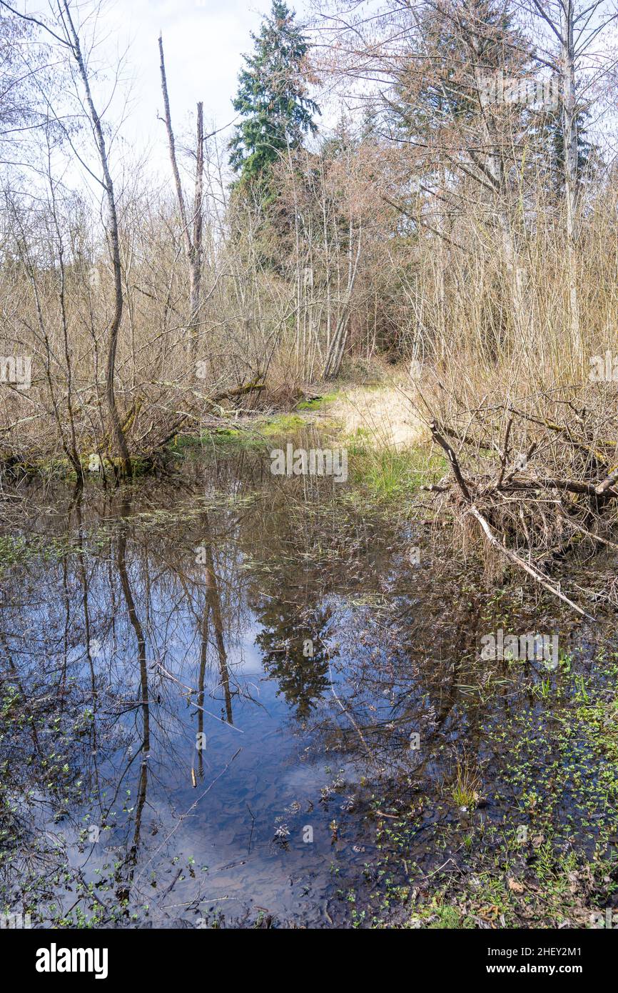 Lake Boren Park is a popular community park that is situated near the Coal Creek Parkway. It is a park that gives the opportunity for recreation Stock Photo