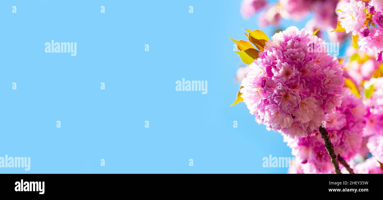 Spring banner, blossom background. Blooming sakura blossoms flowers close up with blue sky on nature background. Sakura Festival. Blossom tree sakura Stock Photo