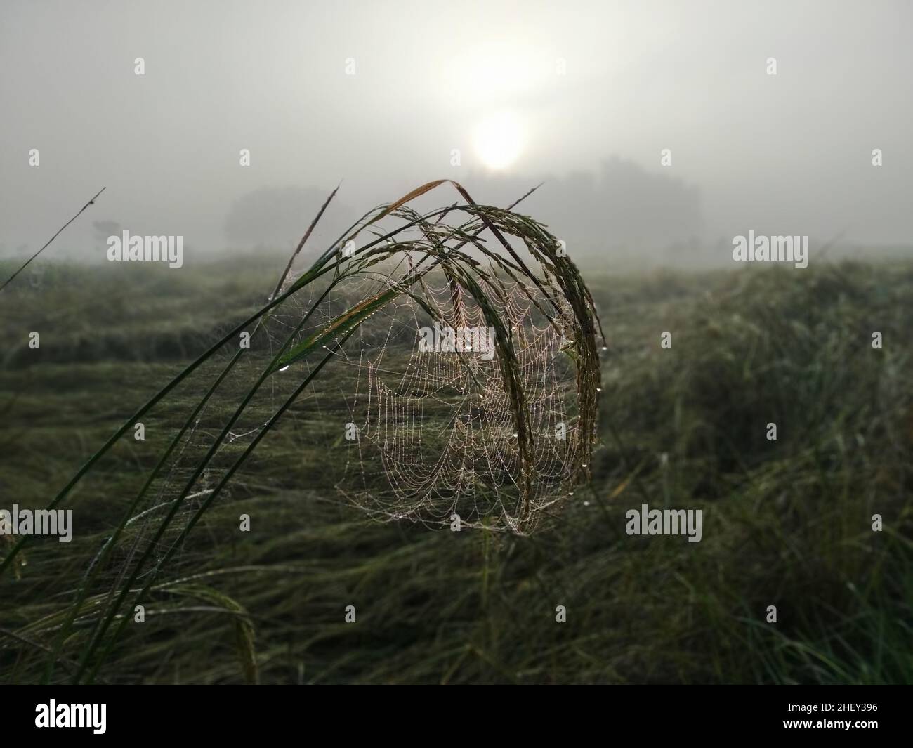 A beautiful winter morning when fog covers the sun Stock Photo