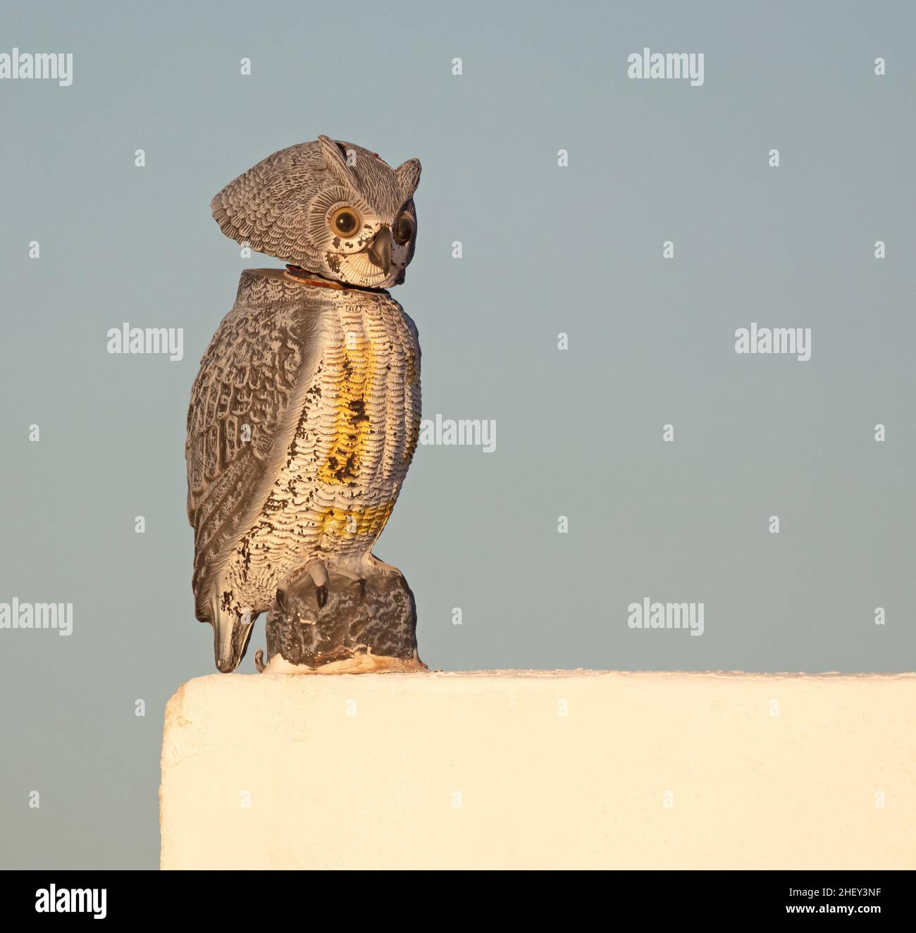 Wooden owl isolated on a wall, scaring away other birds Stock Photo Alamy
