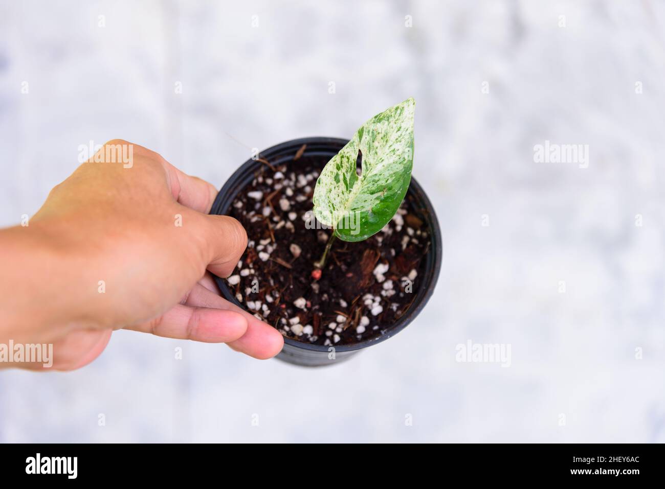 Fresh Leaf of epipremnum pinnatum marble plant in a pot Stock Photo Alamy