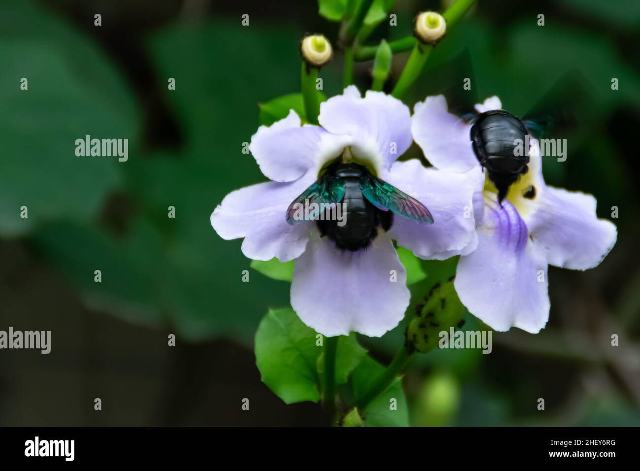 two of carpenter bees suck the honey from the nectar of blooming purple flower with blurry and soft focus nature background Stock Photo